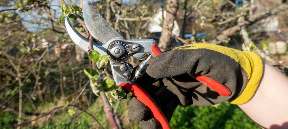 Tree Trimming Services
